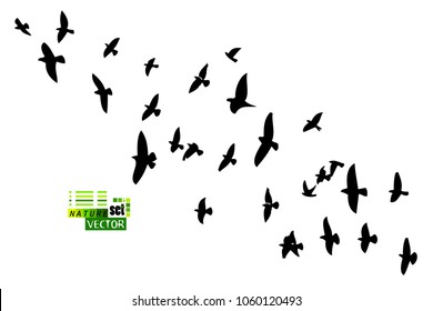 Flock of flying birds. Vector