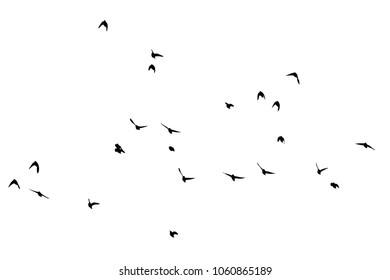 Flock of flying birds. Vector