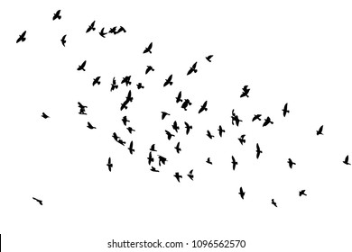 Flock of flying birds. Vector