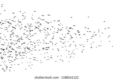 a flock of flying birds. Vector