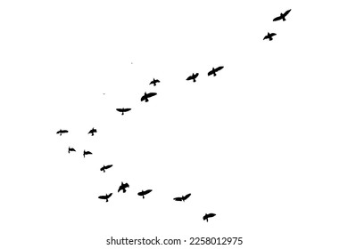 A Flock of Flying Birds. Vector