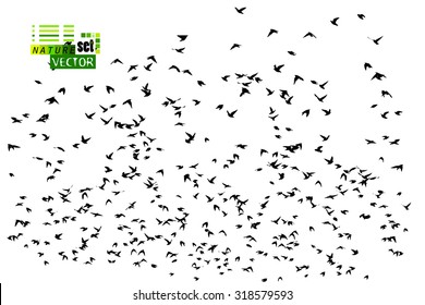 A flock of flying birds. Vector