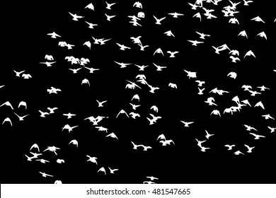 A flock of flying birds. Vector