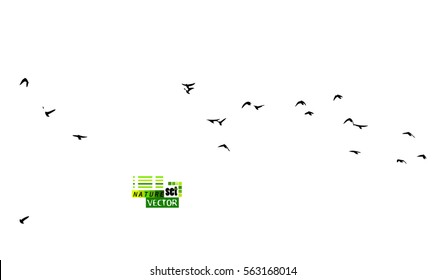 A flock flying birds  Vector