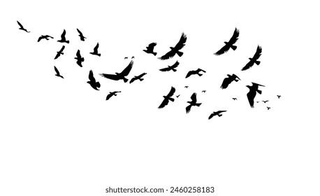 A flock of flying birds. Vector black and white illustration. Silhouette group bird and freedom air. Horizontal design element cartoon isolated white