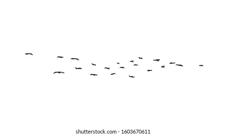 Flock of flying birds vector illustration isolated on white background