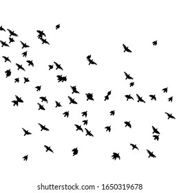 A flock of flying birds. Vector illustration