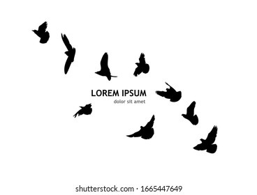 A flock of flying birds. Vector illustration
