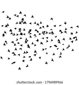 A flock of flying birds. Vector illustration