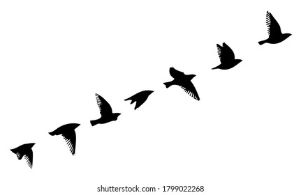 A flock of flying birds. Vector illustration