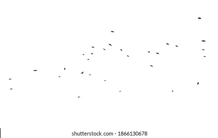 A flock of flying birds. Vector illustration