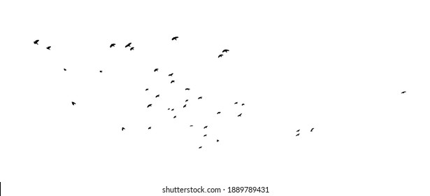 A flock of flying birds. Vector illustration
