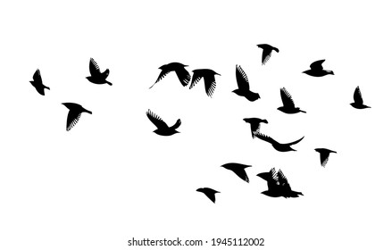 A flock of flying birds. Vector illustration