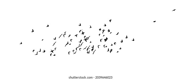 A flock of flying birds. Vector illustration