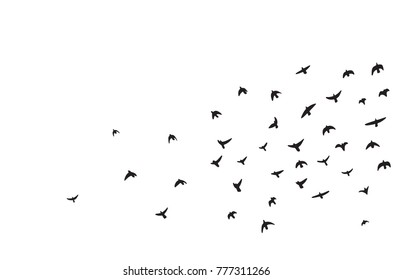 flock of flying birds vector illustration