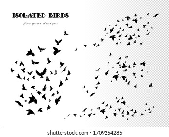 Flock of flying birds. Vector set of isolated silhouettes of pigeons on white background. Black outline for design