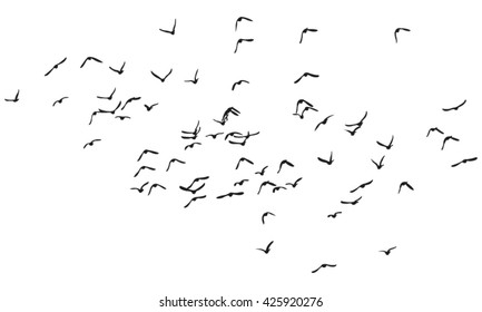 A Flock of Flying Birds Vector Silhouette