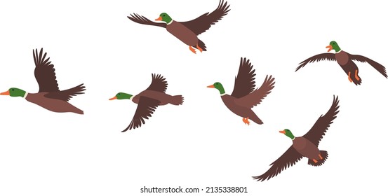 flock of flying ducks flat design, isolated, vector