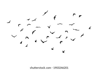 A flock flying silhouette birds  Black white background  Vector illustration