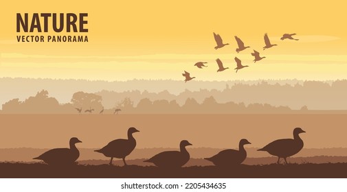 Flock of geese in field on sunrise. Wildlife vector panorama