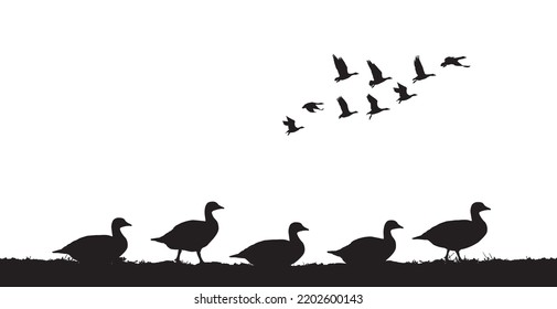 Flock of geese in the field. Vector silhouette