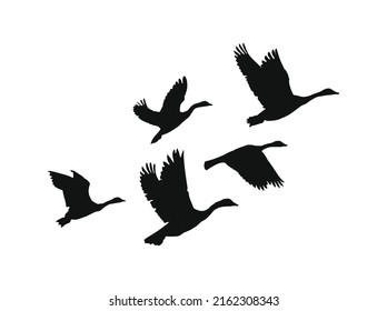 Flock of geese flying together silhouette