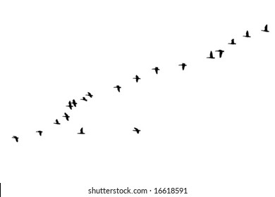 Flock of geese in formation flight  over white