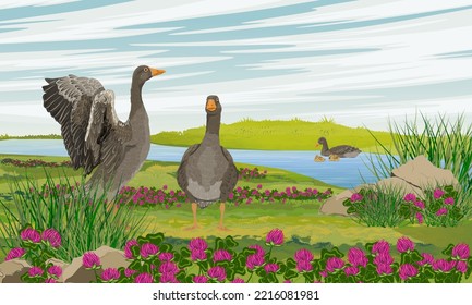 A flock of gray geese in a clover meadow near a river. Geese and goslings. Farm Birds. Realistic Vector Landscape