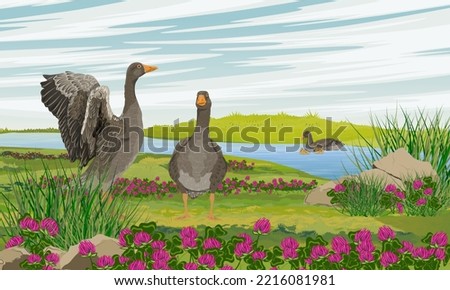 Similar – Image, Stock Photo Grey geese in the wetlands