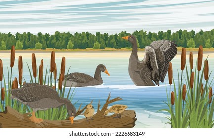 A flock of gray geese on the lake. Geese and goslings swim and walk along the shore. Summer outside the city. Domestic and farm birds. Realistic vector landscape