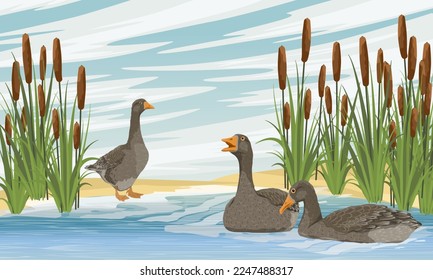 A flock of gray geese swims in the lake. Summer outside the city. domestic and farm birds. Realistic vector landscape