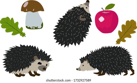 A flock of hedgehogs runs on oak leaves, collects apples, edible white mushrooms on a white background vector illustration.