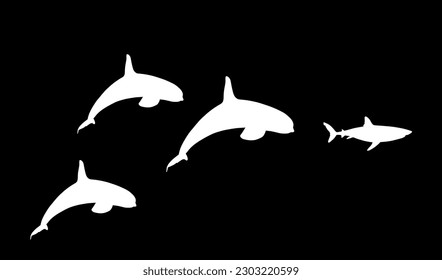 Flock of Killer Whale chase hunting great white shark jumping out of water vector silhouette illustration isolated on black. Orcinus Orca. Underwater fight sea predators battle. Deadly ocean killers.