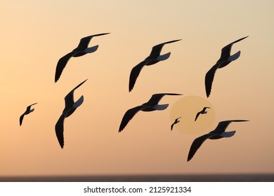 Flock of large and small birds over ocean at sunset