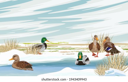 A flock of mallard ducks with drakes and female ducks swims in the shallow rivers near the field in early spring. Melting snow and an empty field. Anas platyrhynchos. Realistic spring vector landscape