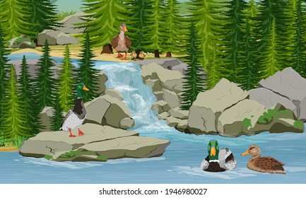 A flock of mallard ducks swim in the lake under a small forest waterfall. Wild waterfowl bird Anas platyrhynchos. Ducks, drakes and ducklings in the water. Realistic vector landscape
