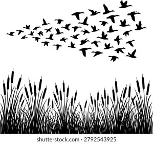 Flock of migrating ducks flying over reeds silhouette