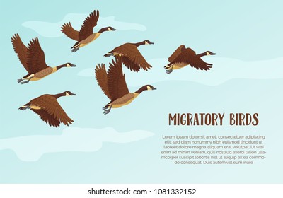 Flock of migrating geese flying. Migratory birds concept. Sky background with text. Vector illustration.