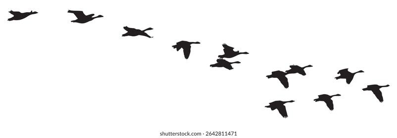 Flock of Migratory Geese Flying in V Formation Against White Background
