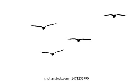 Flock Of Migratory Seagulls, Silhouette