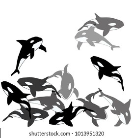 A flock of Orcinus orca. killer whale