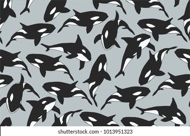 A flock of Orcinus orca. killer whale