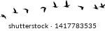 flock of pelicans black silhouette, vector