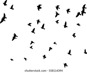 flock of pigeons vector silhouette