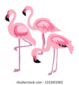 Flock of pink flamingos vector isolated birds