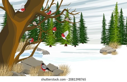 A flock of red bullfinch Pyrrhula pyrrhula sits on a tree. Meadow and fir forest in winter. Realistic vector winter landscape