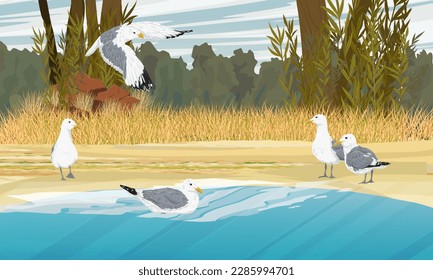 A flock of sea gulls on the seashore. Dry grass and sand on the coast. Realistic vector landscape