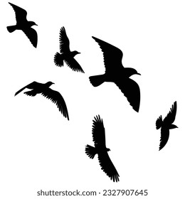 flock of seagulls bird silhouette Isolated on white background