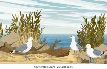 A flock of seagulls is looking for food on a sandy seashore with stones and bushes. Dry grass and sand on the coast. Realistic vector landscape