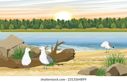 Una bandada de gaviotas busca comida en una orilla de arena con piedras y arbustos. Hierba seca, piedras, troncos y arena en la costa. Paisaje vectorial realista